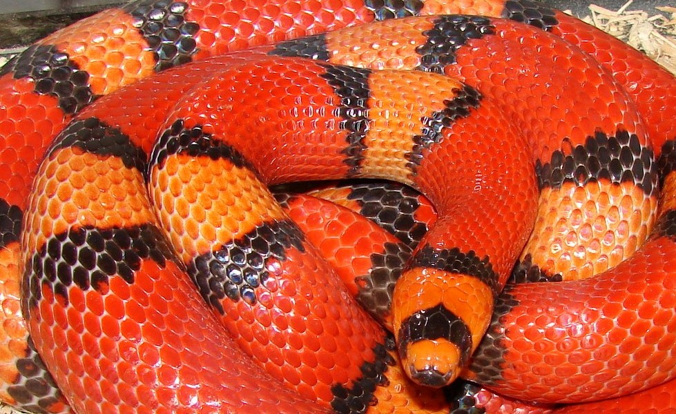 Female Adult Hypo Tricolor