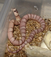 09_Ultra light ghost hatchling