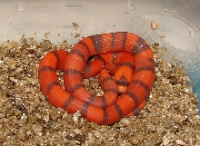 2009 hypo fathered by hypo extreme & ghost