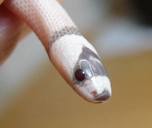 Close up of ghost with red eyes!