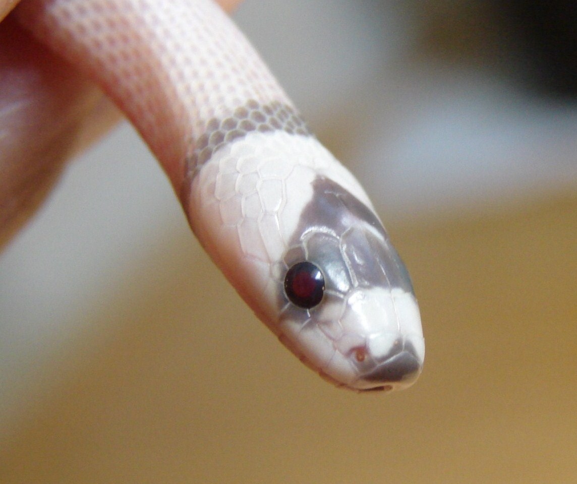 Close up of ghost with red eyes!