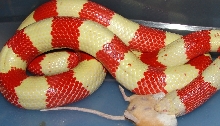 Female Tricolor Albino het anery