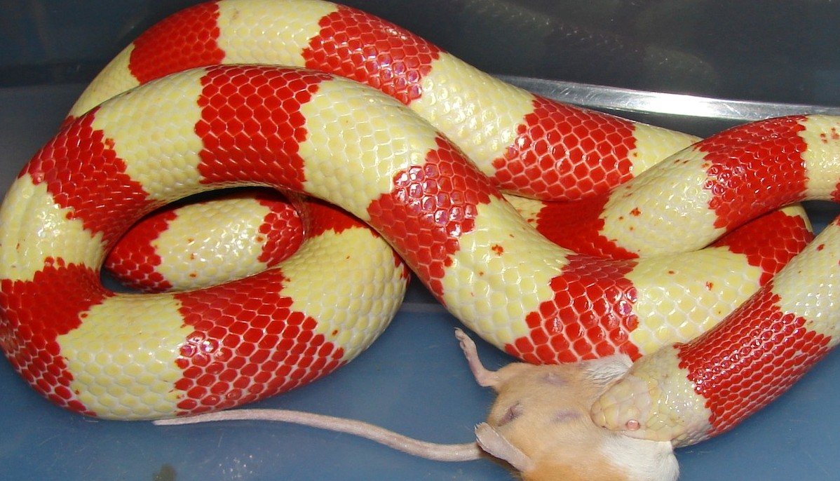 Female Tricolor Albino het anery