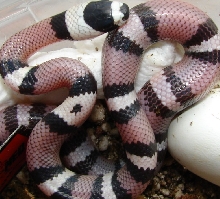 Anery Het Hypo Hatchling with a "spot" mark