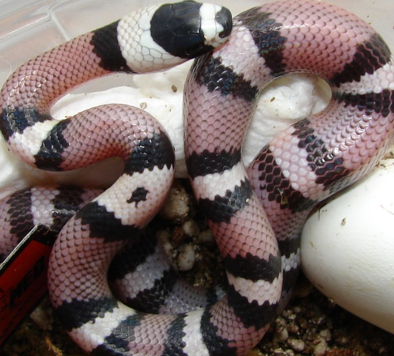 Anery Het Hypo Hatchling with a "spot" mark