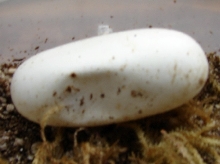 An egg with a dent where the ghost hatchling came from.