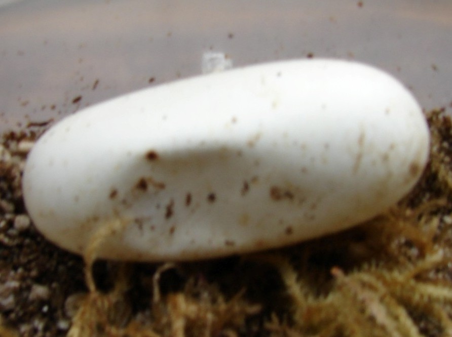 An egg with a dent where the ghost hatchling came from.
