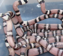 A 2007 clutch of one ghost and 4 anerys het hypo