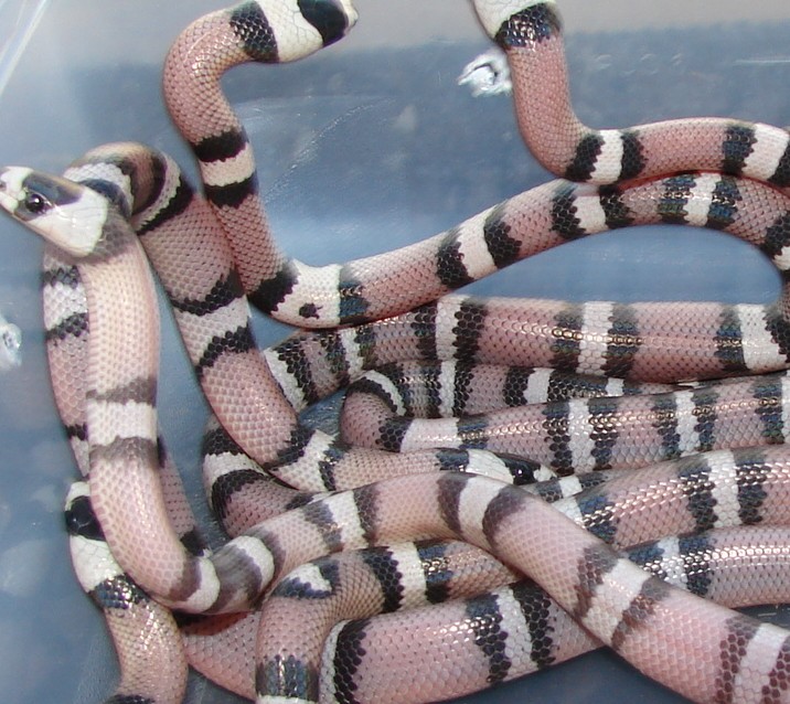 A 2007 clutch of one ghost and 4 anerys het hypo