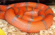 Adult Male Hypo Extreme-close up
