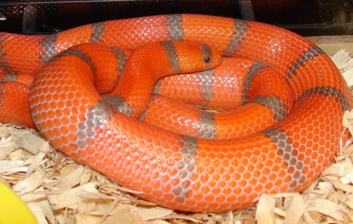 Adult Male Hypo Extreme-close up