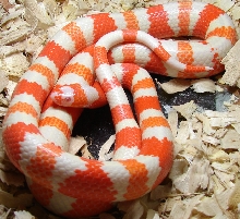 Mystery Hypo Son