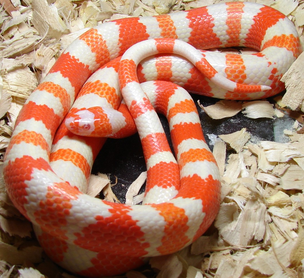 Mystery Hypo Son