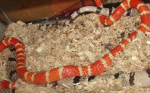 Possible hybino mating with a ghost