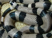 Anery Hondo with a Dot (het for ghost)