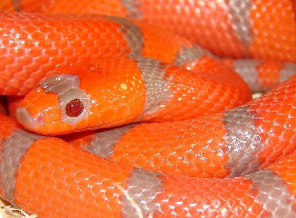 Adult Hypo Extreme het Anery