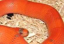 Juvenile Female Pattenless Extreme Hypo 100% het Anery