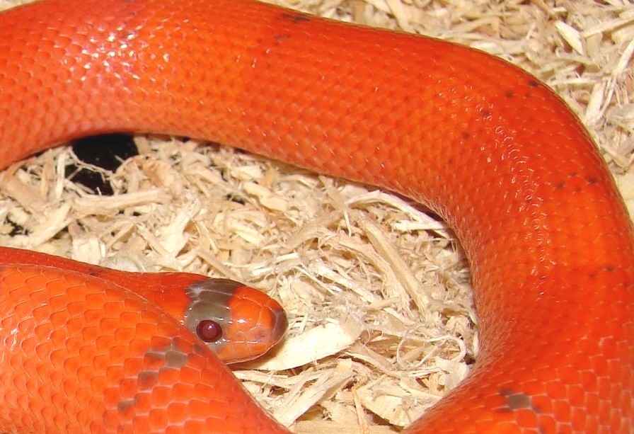 Juvenile Female Pattenless Extreme Hypo 100% het Anery