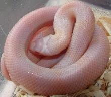 First Snow Hatched