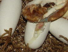 My First Snow Honduran That I Hatched !