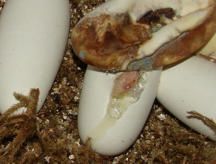 My First Snow Honduran That I Hatched !