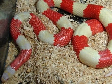 Male Albino het anery (Snow)