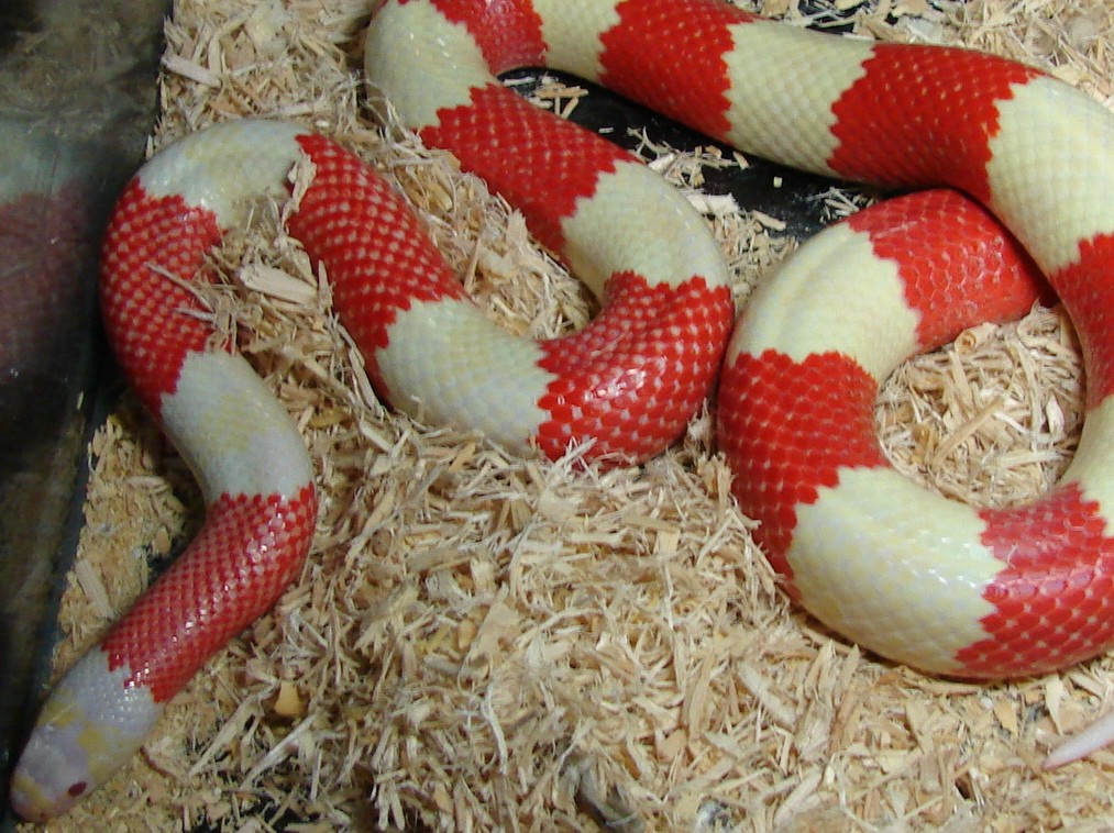 Male Albino het anery (Snow)