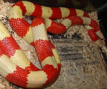 Honduran mating dance