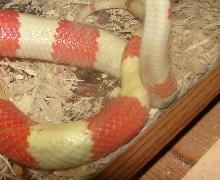 Actual contact mating for honduran albinos