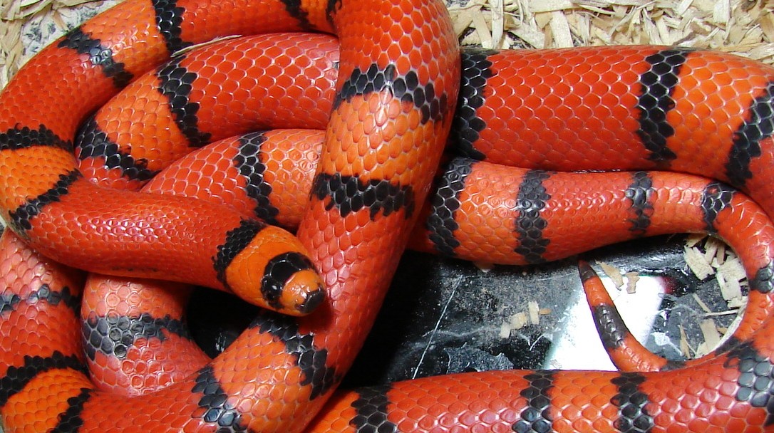 Very clean female hypo honduran