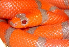 Juvenile Male Extreme Hypo 100% het Anery