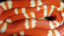 Tangerine Albino Female