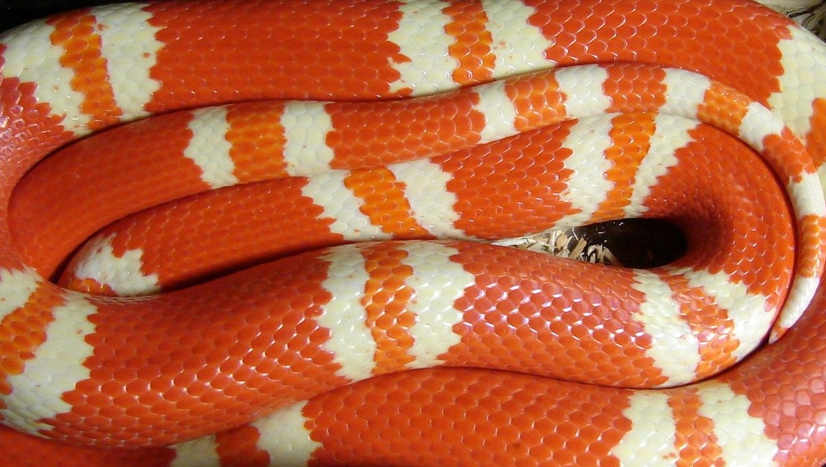 Tangerine Albino Female