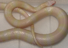 Juvenile Snow Honduran