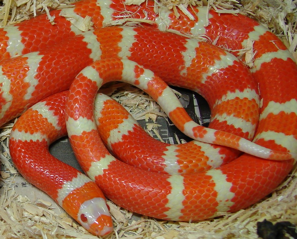 Male Albino possible hybino possible anery