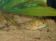 Tetraodon conchinchinensis
