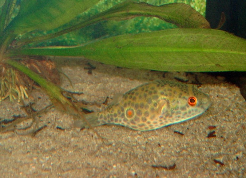 Tetraodon conchinchinensis