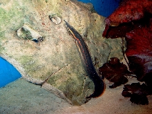 Mastacembelus erythrotaenia