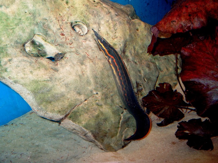 Mastacembelus erythrotaenia
