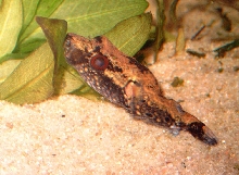 Tetraodon palembangensis