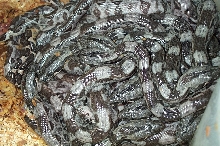 Cay Caulker Babies