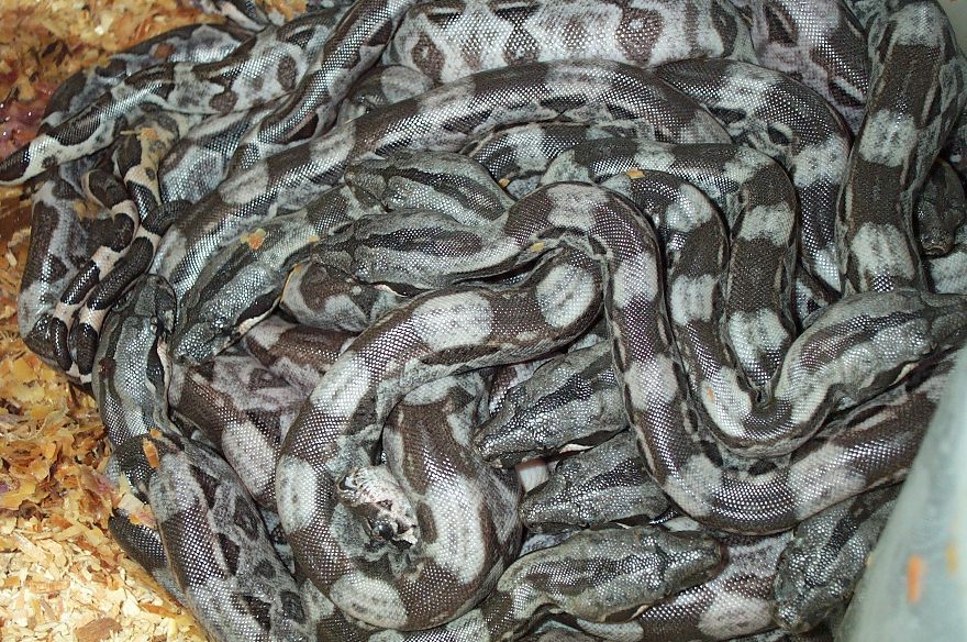 Cay Caulker Babies