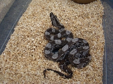 2010 Cay Cauker female