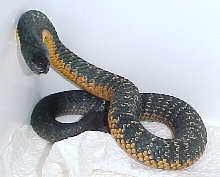 Notechis scutatus W.A.
