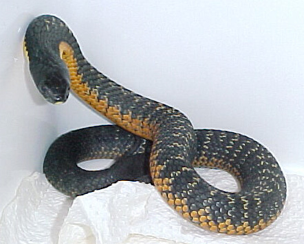 Notechis scutatus W.A.
