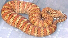Another Aussie Acanthophis