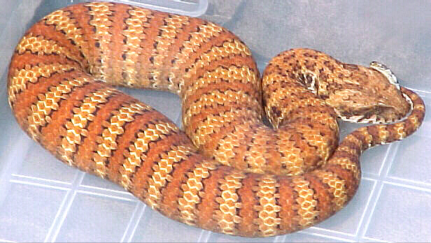 Another Aussie Acanthophis