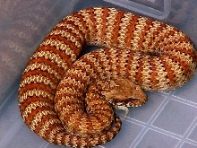Aussie Acanthophis
