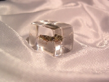 Bug Cube