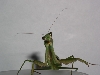 Chinese Mantid